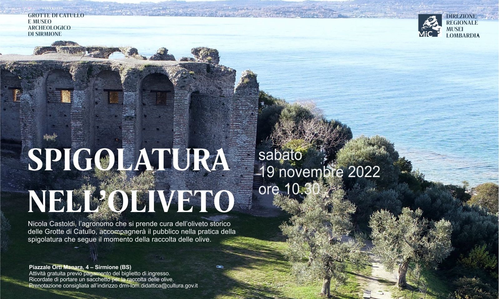 Spigolatura nell'oliveto_2022